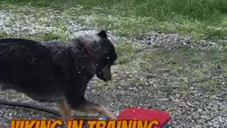 Training your Viking Warrior Dog