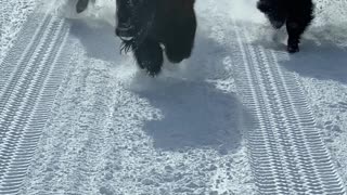 Bison Stampede Around Bus in Yellowstone