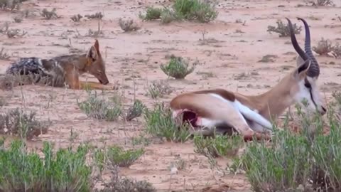 "Survival Struggle: Jackals Clash with Baby Impala and Fearless Mother"