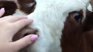 The calf likes to lick its lips