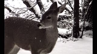 A deer Standing in the Snow