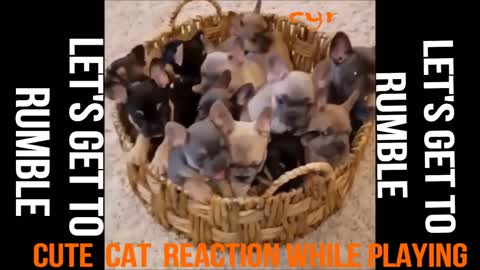 cat and dog cute and funny reaction while playing their masters