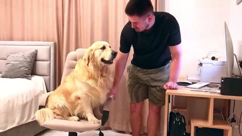 Golden Retriever Is Trying to Take Dad's Chair