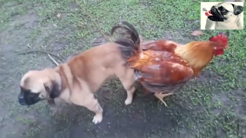 funny animals cute chickens