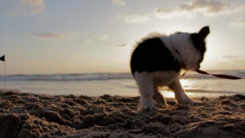 Playful Beach Dog Puppy Sand Play