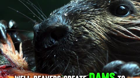 Is Beavers Causing Chaos ? (They Build Dams) #animals #beavers #shorts #viral