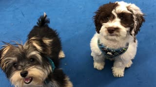 Puppy Class Sit