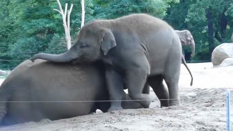 Cute baby elephant rides his mother