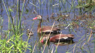 Florida squeaking ducks and chick