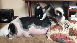 Puppy tries to wake up a pig! super funny!