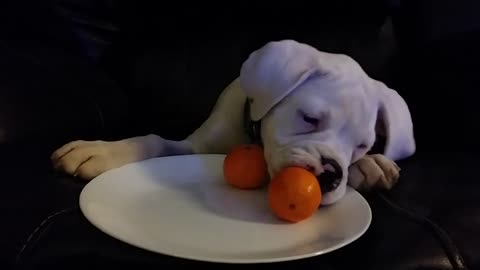 The dog likes eating oranges fruit everyday!