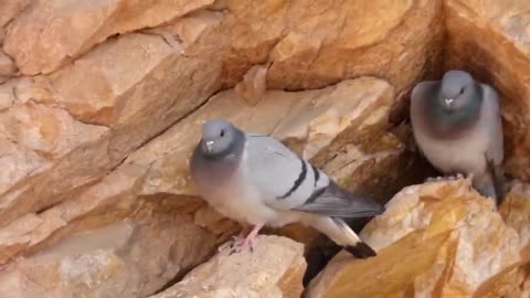 Rock pigeons living on soil cliffs