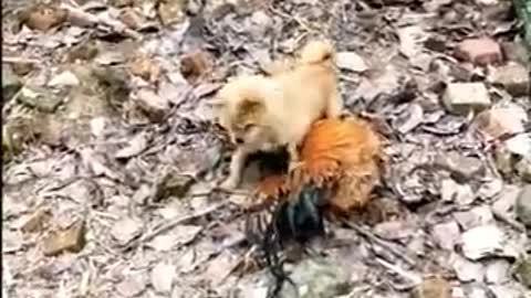 Funny Dog Fight Videos --Chicken VS Dog Fight