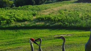 Sandhill Cranes