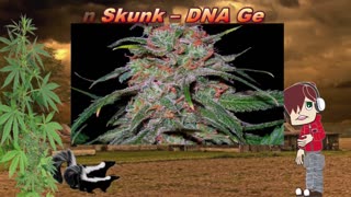 Skunk Cannabis Strains