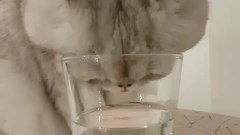 Cat Puting Her Head Inside the Cup To Drink Water
