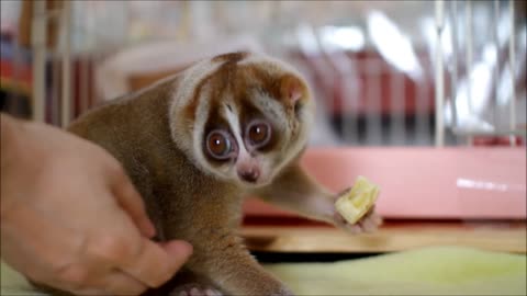 Slow Loris eating Banana