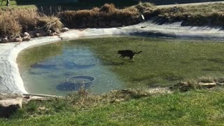 Cat Trying To Eat Fish Through Ice Unsuccessfully