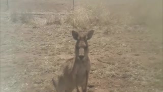 Kangaroo Turns on Man After Being Herded off Road