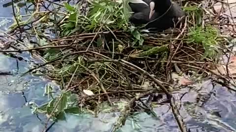 Woman hands water bird sticks to help build nest
