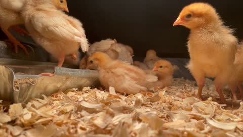 Chicks - Week 2