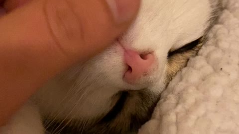 Cat Loves Chin Scratchies