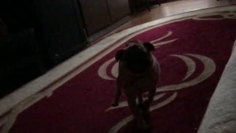 My funny pug has failed when jumping