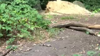 Black Lab is King of the Hill