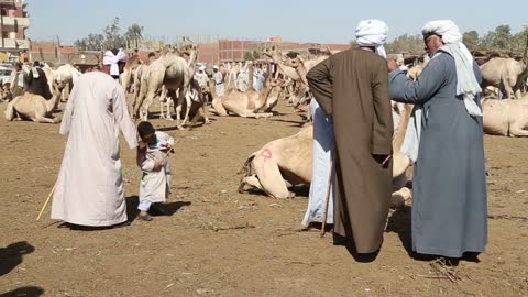 Daraw Camel market, Egypt