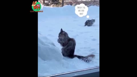 Cat Licking Snow 🐱❄️ Funny Animals