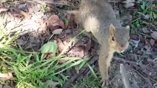 Squirrel Makes off with Smoke