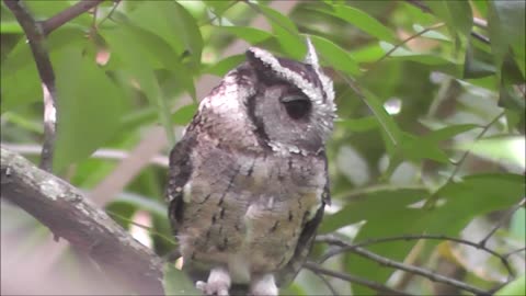 Amazing I can turn 360. Endemic Birds in Sri Lanka, SERENDIB SCOPS –OWL came to my place