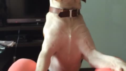 Funny! Must see! This beagle is arguing with the owners!