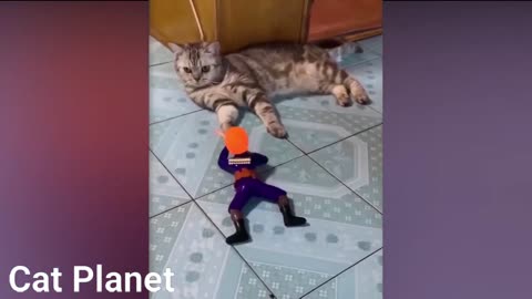 Funny Cats Video Compilation 2020 #cutecat