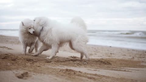 One cute samoyed dog is digging sand on the beach while another one