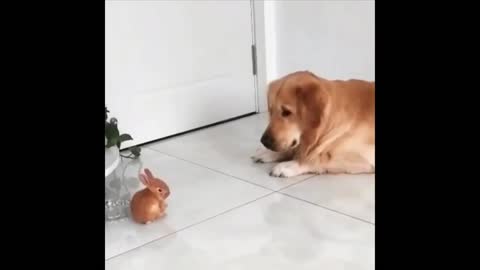 TOP Funny Animals Playing