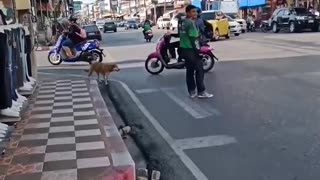 Good Samaritan Helps Dog Cross Busy Road