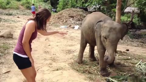 Girl Afraid By Baby Elephant