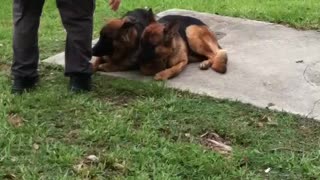 K9 Unit Dog Trainer Pats Down Potential Police Pups