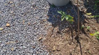 Growing aloe vera in old tyres and water once a week