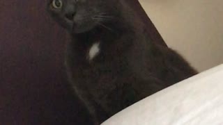 Black cat looks up in surprise