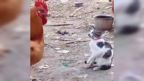 chicken vs cat comedy seen