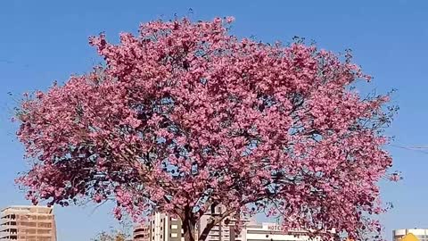 Beautiful trees.