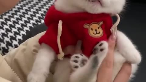 very cute baby cat asks for help.!!!