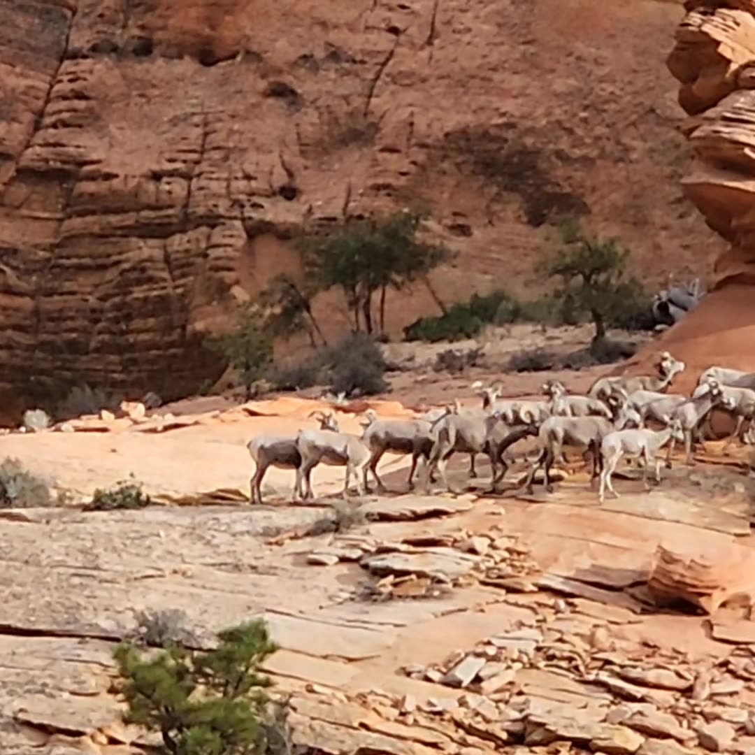 Mountain Goats