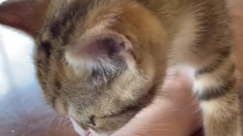 a licking cat