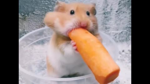 Little hamster is trying to eat big tasty carrot