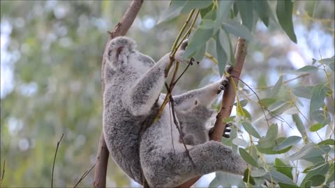 Baby Koala Bears Playing & Climbing - cute compilation