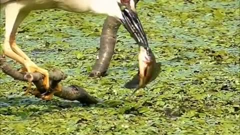 Smart Heron Used Bread To Fish | Amazing Exotic Birds | Green Heron fishing with bread