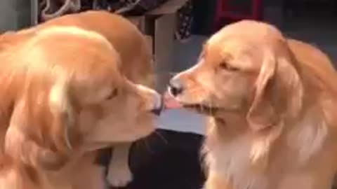 TWO SMART DOGS FIGHTING OVER FOOD